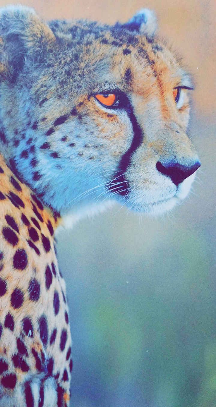 cheetah?