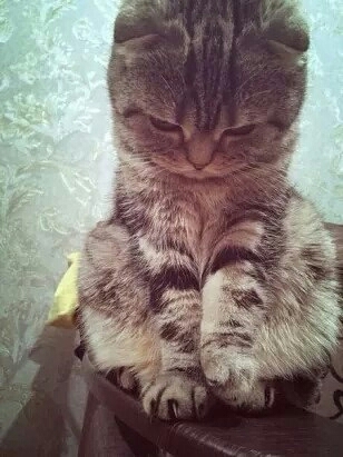 #cat
