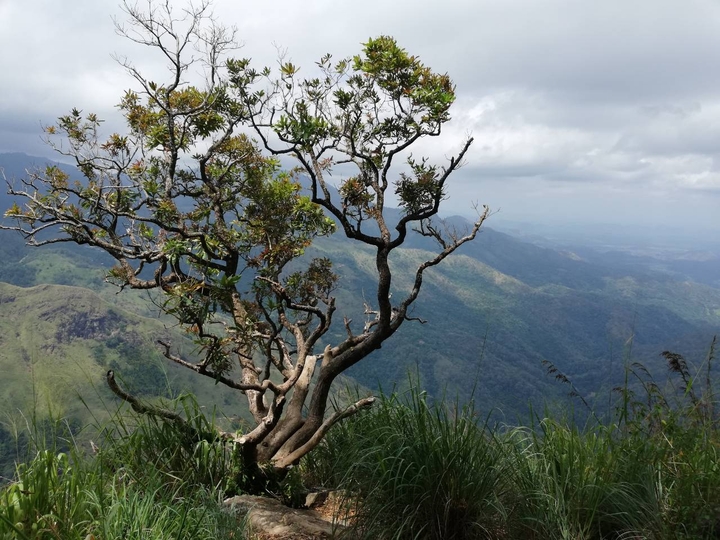 nature
