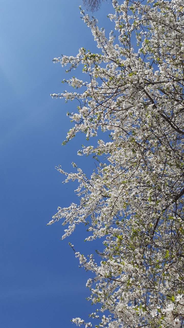 spring