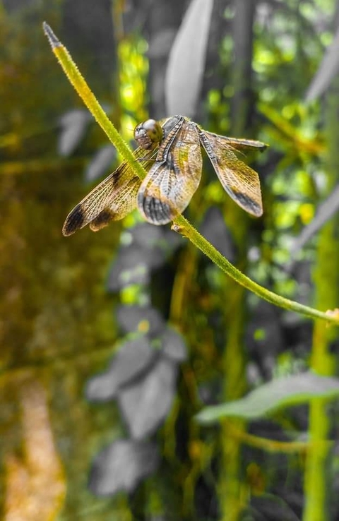 butterfly