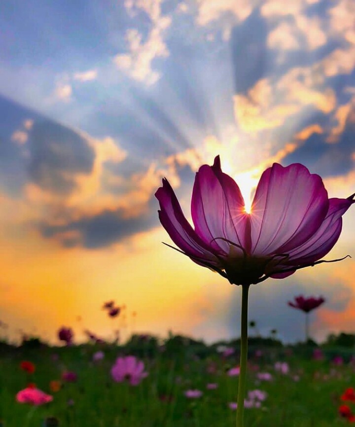 Flower