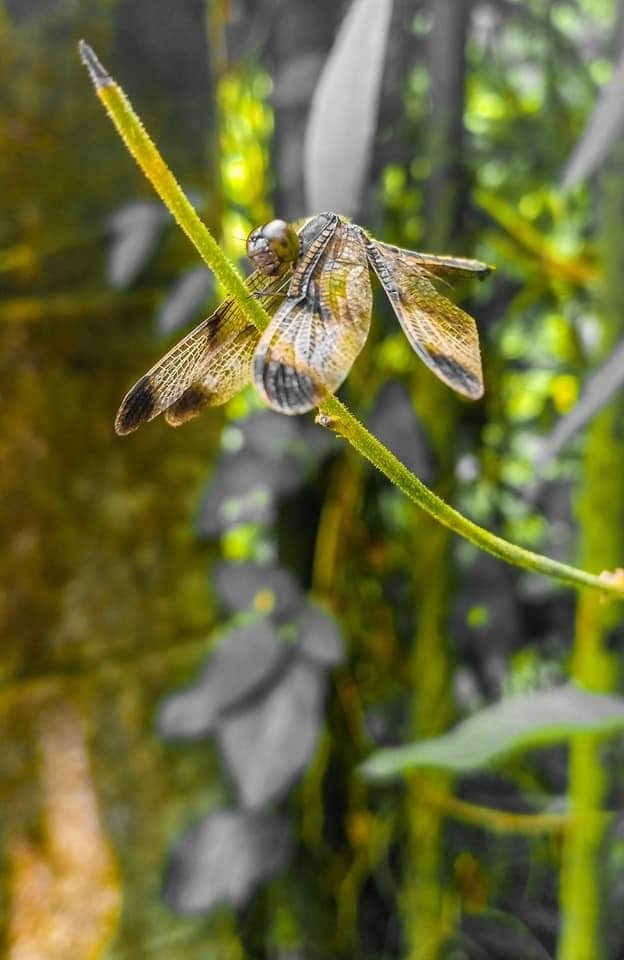 butterfly