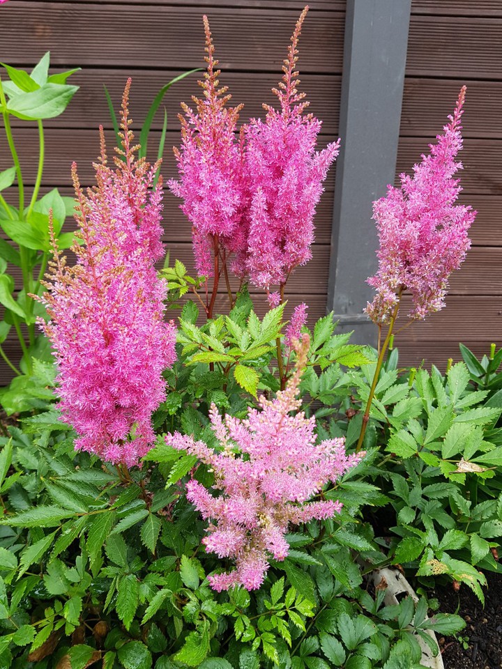⚘