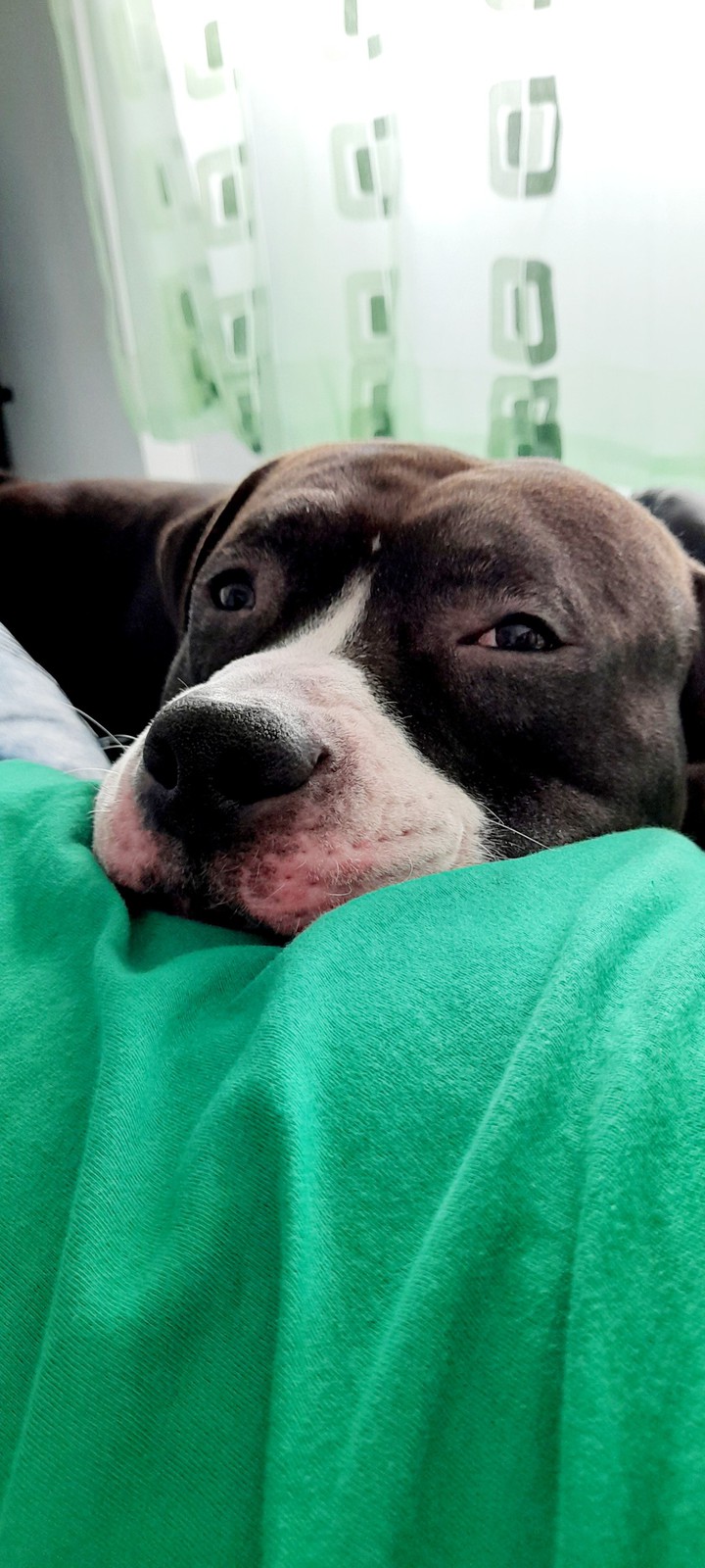 my lovely Pitbull terrier