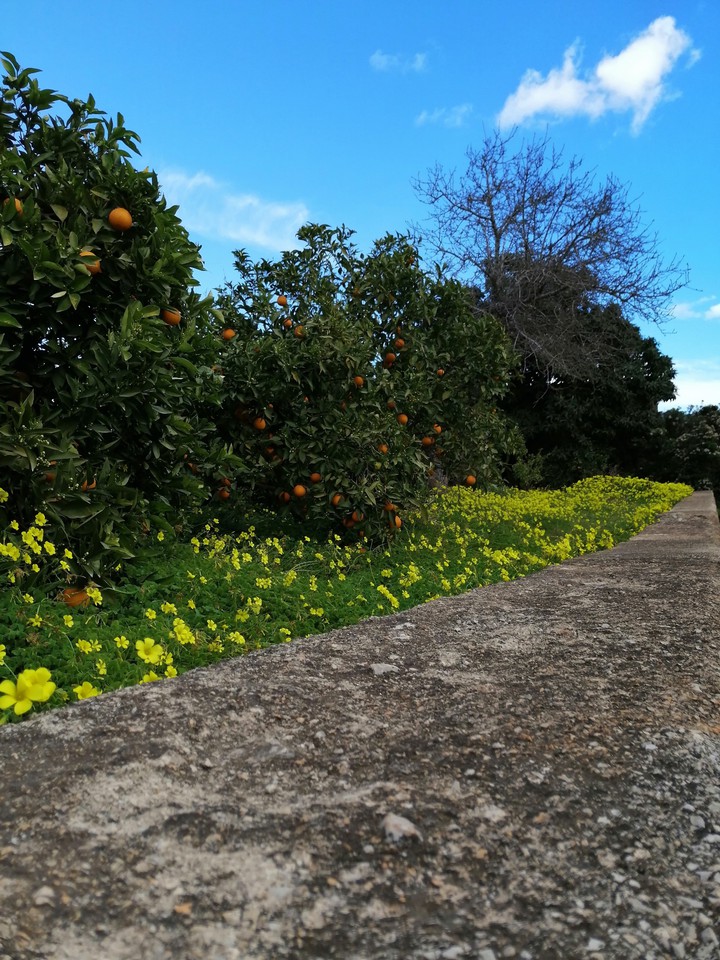 Oranges & Clovers