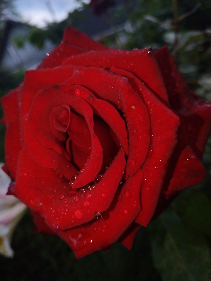 rose
