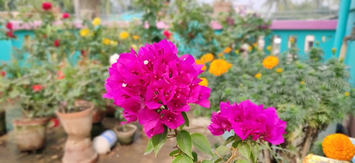 Flower