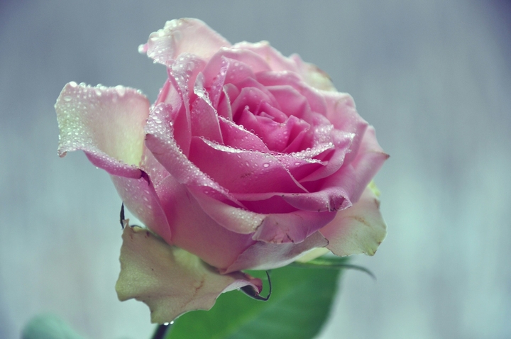 Roses růže