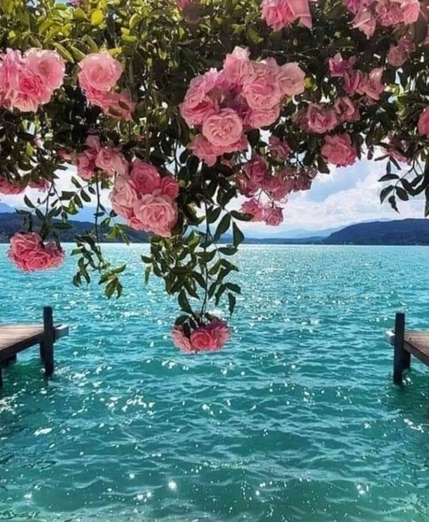 italy, petal桌布