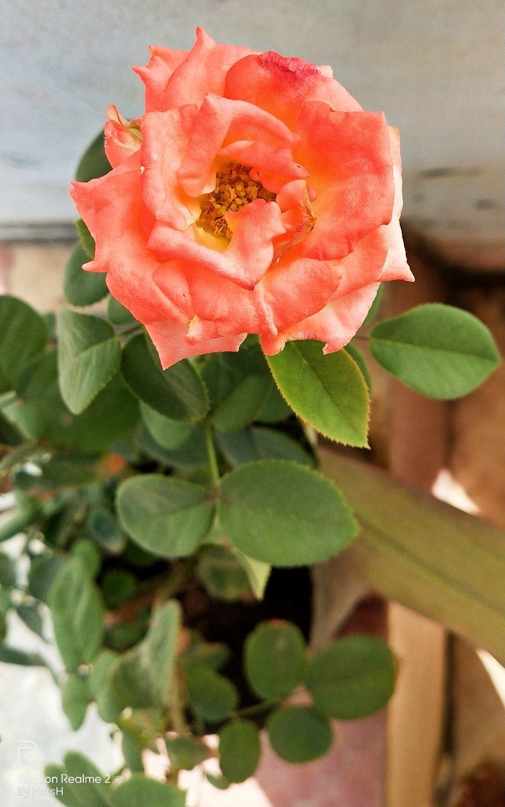 pink rose