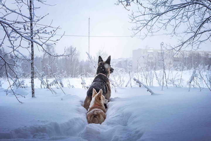 Winter dogs