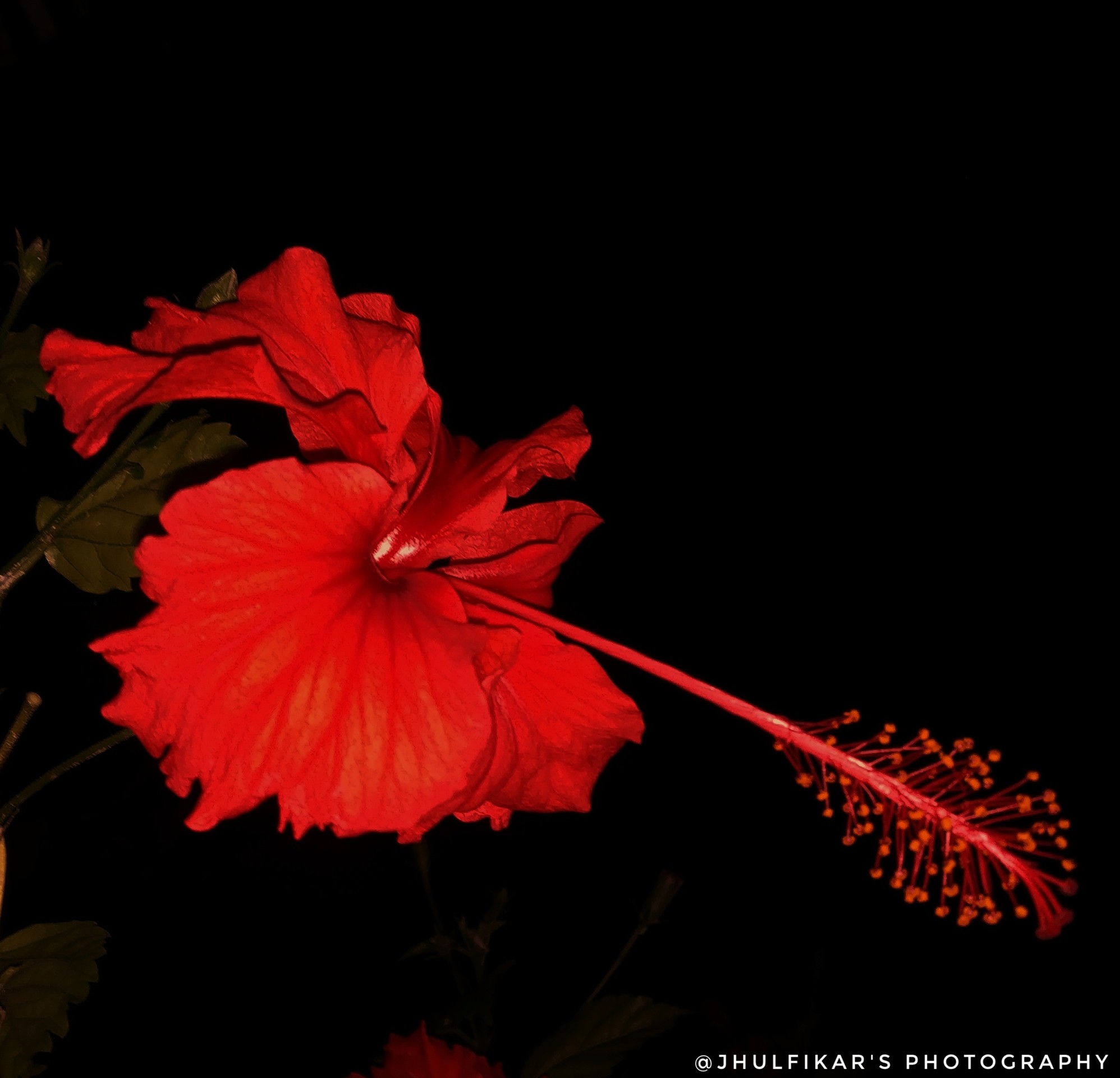 Hibiscus