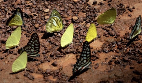 тапети insect, green