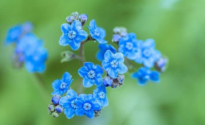 forget-me-not
