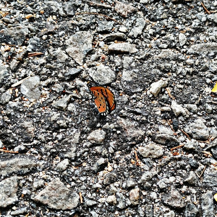 butterfly