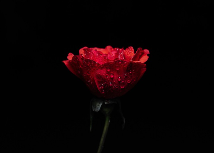 #rose