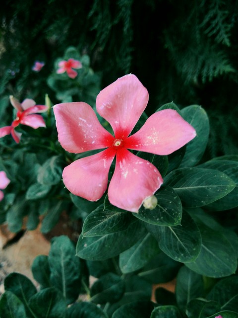 шпалери petal, flowers