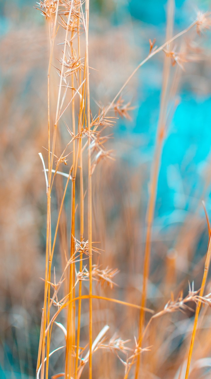 Golden Grass