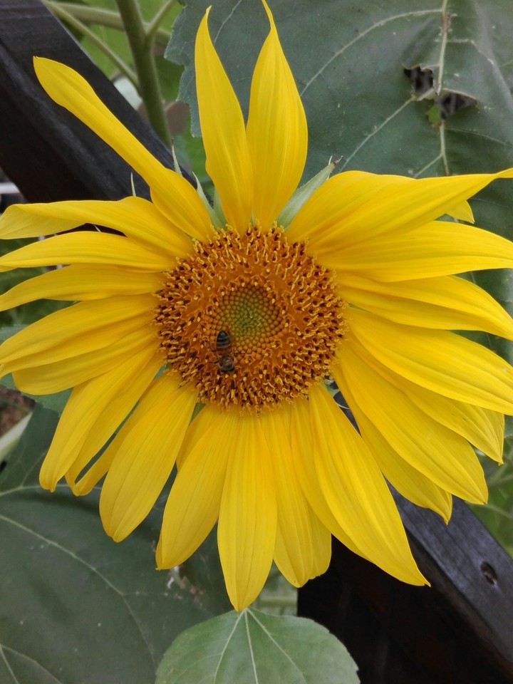 Bee collecting pollen from a sunflower