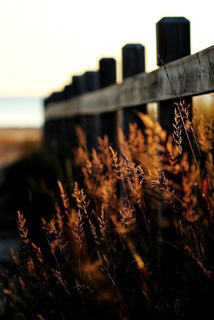 fence