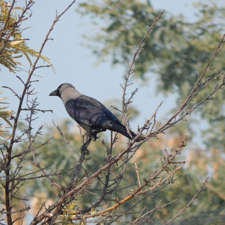 Crow