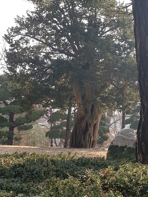old tree