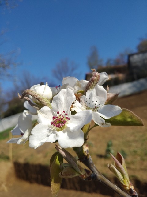 Spring