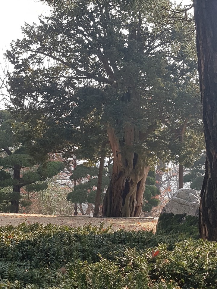 old tree