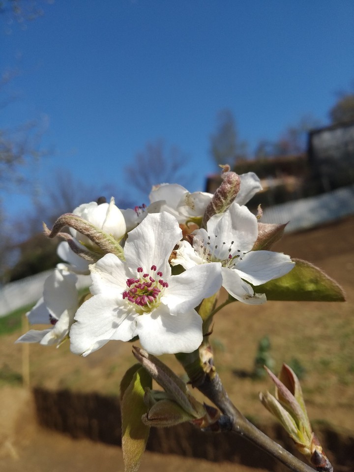 Spring