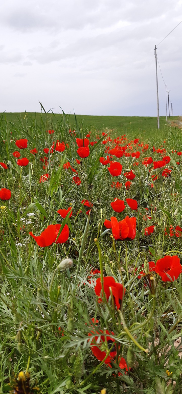 Tulip Farm