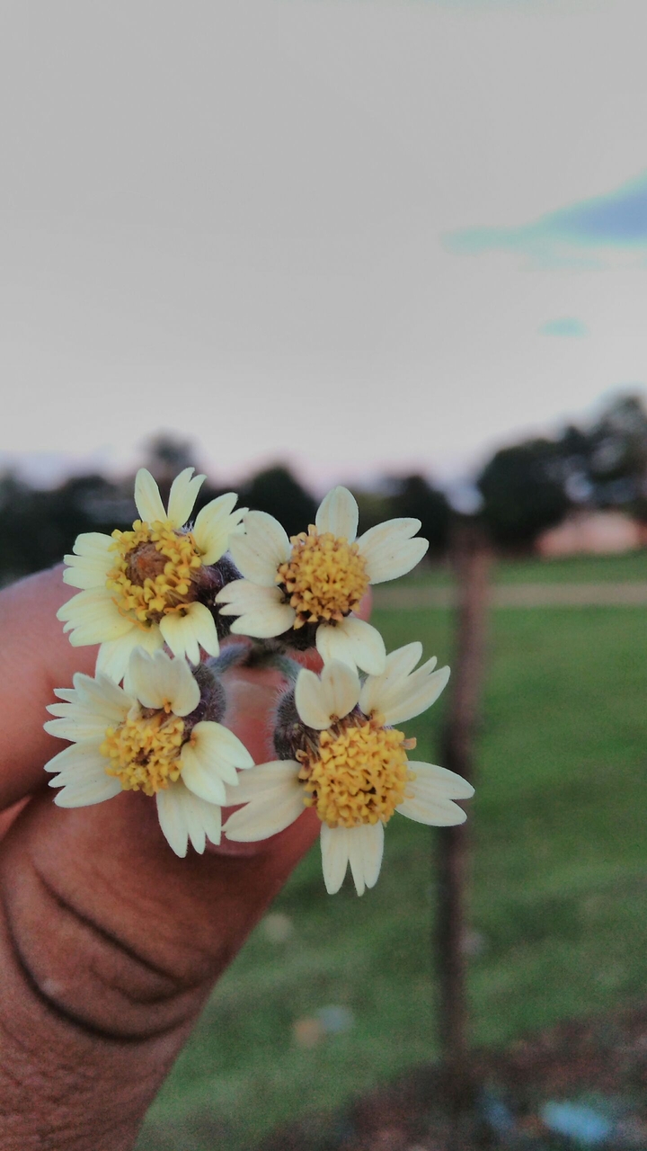 flower