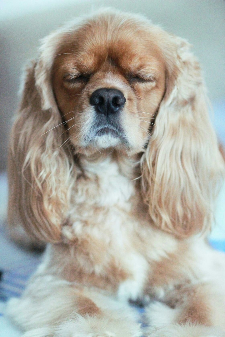 american cocker spaniel