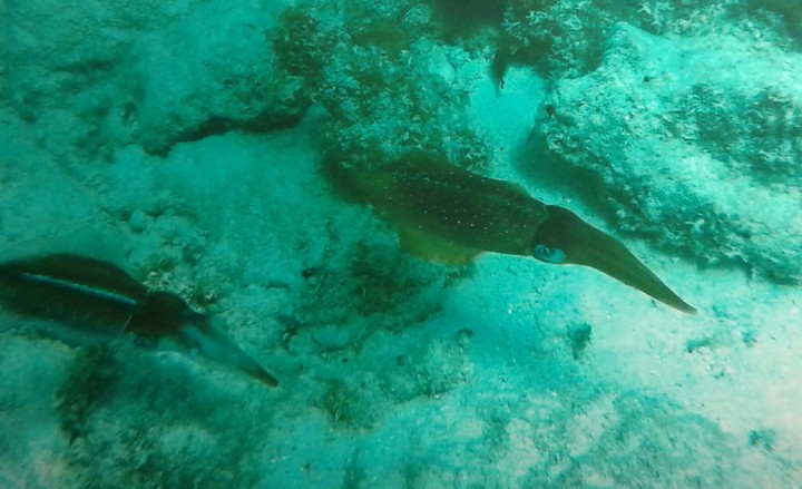 squids