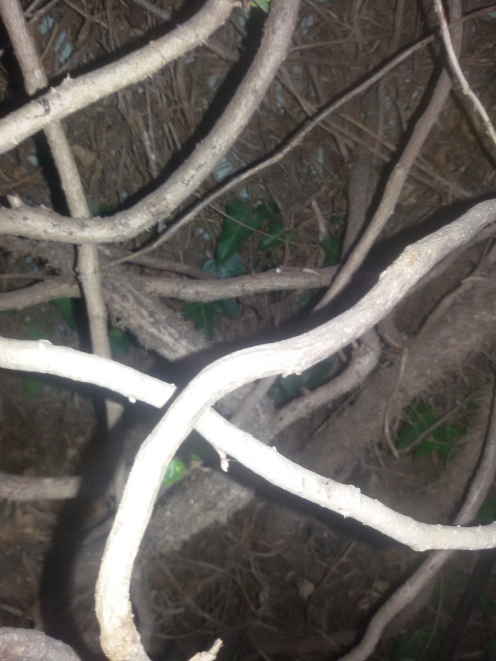 Roots