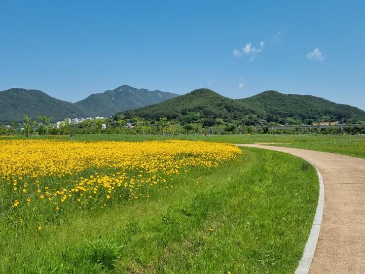 금계국꽃이 한가득 핀 양산 황산공원