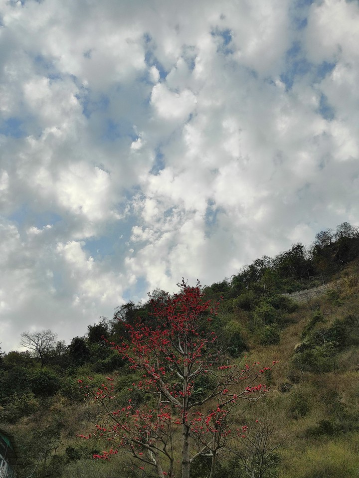 tree