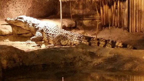 A crocodile name Martha.