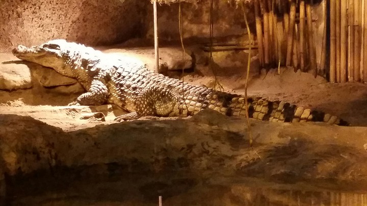 A crocodile name Martha.