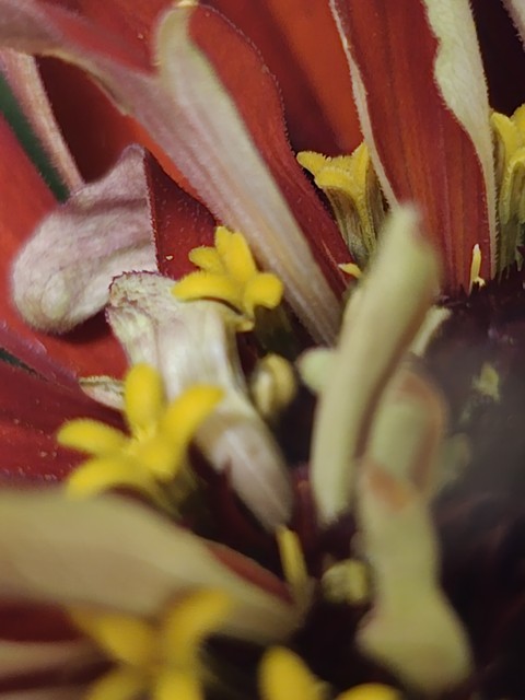 Pollen, spring Hintergrundbilder