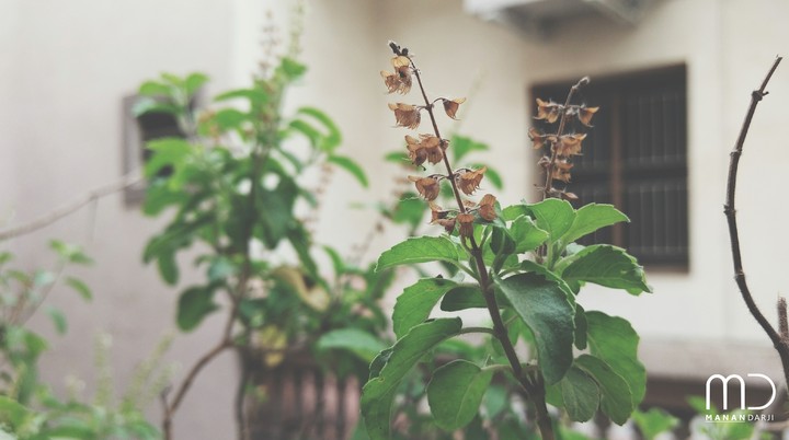Focused Leaves