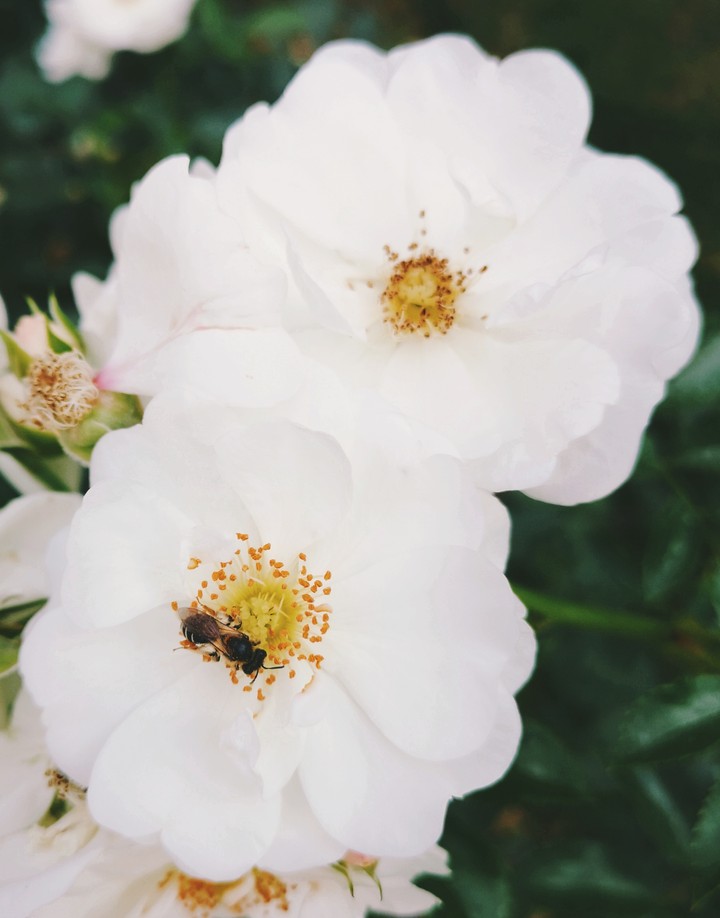 Flowers Bee