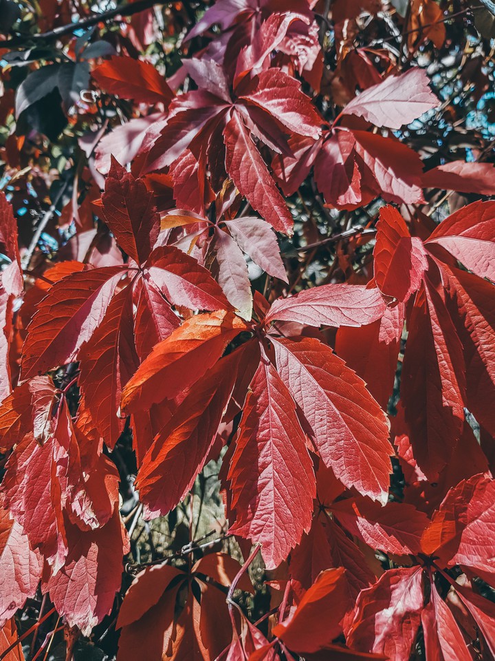 autumn