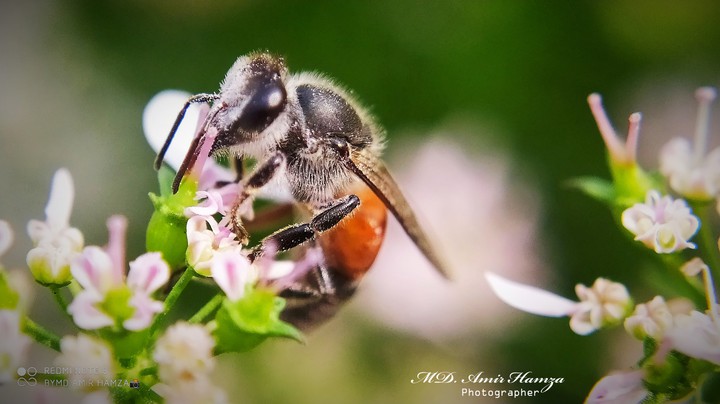 Bee