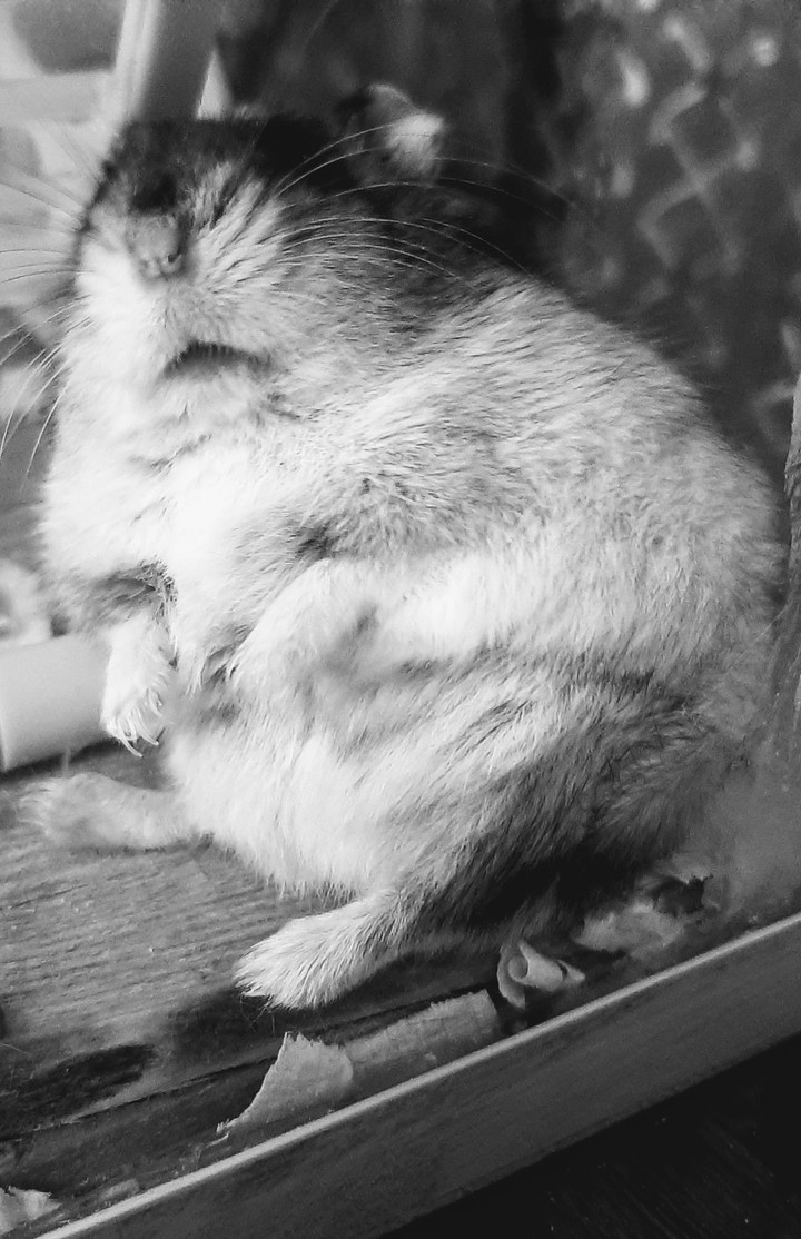 hamster