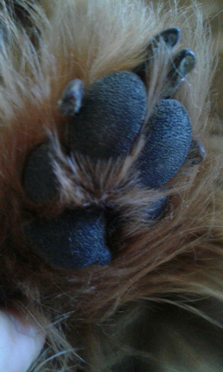 Patte de Titou