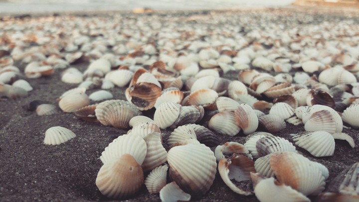 Shells