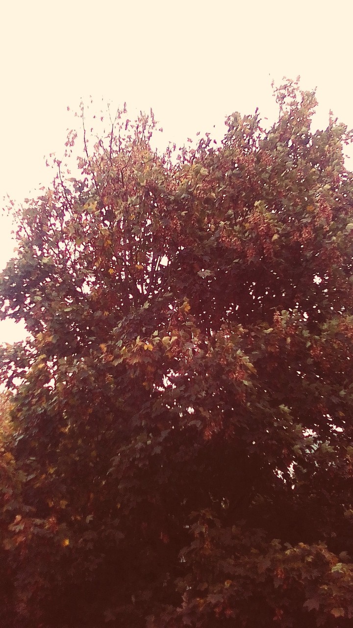 juste un arbre... mais quel arbre