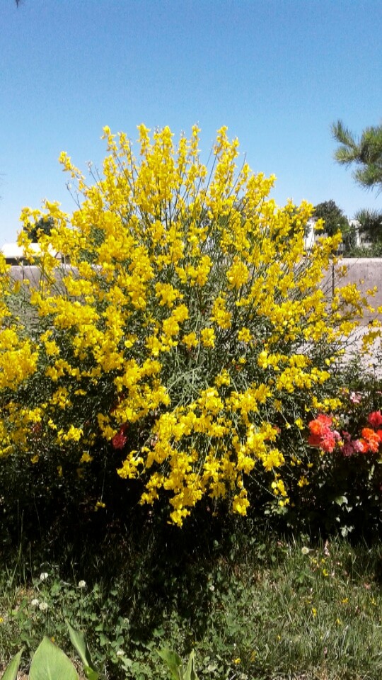 spring