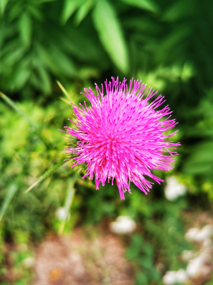 purple flower